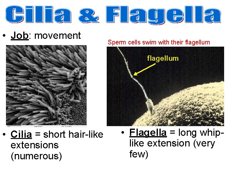  • Job: movement Sperm cells swim with their flagellum • Cilia = short