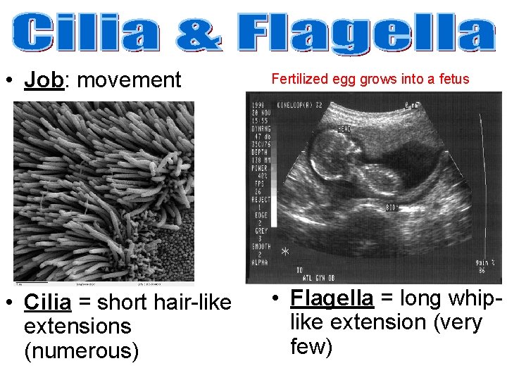  • Job: movement Fertilized egg grows into a fetus • Cilia = short