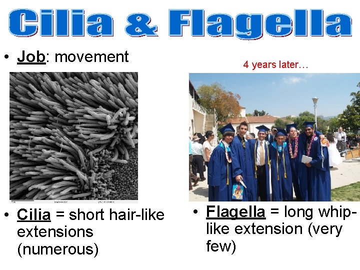  • Job: movement • Cilia = short hair-like extensions (numerous) 4 years later…