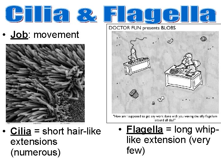  • Job: movement • Cilia = short hair-like extensions (numerous) • Flagella =