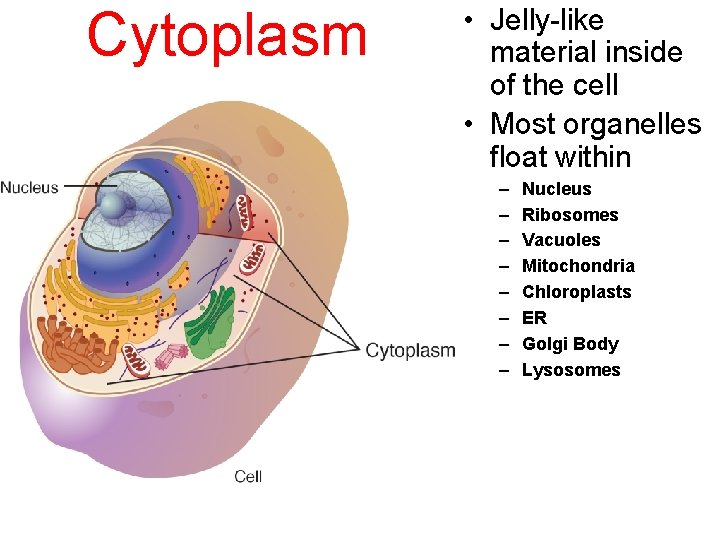 Cytoplasm • Jelly-like material inside of the cell • Most organelles float within –