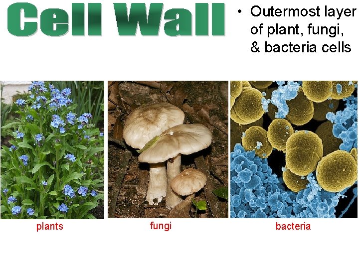  • Outermost layer of plant, fungi, & bacteria cells plants fungi bacteria 