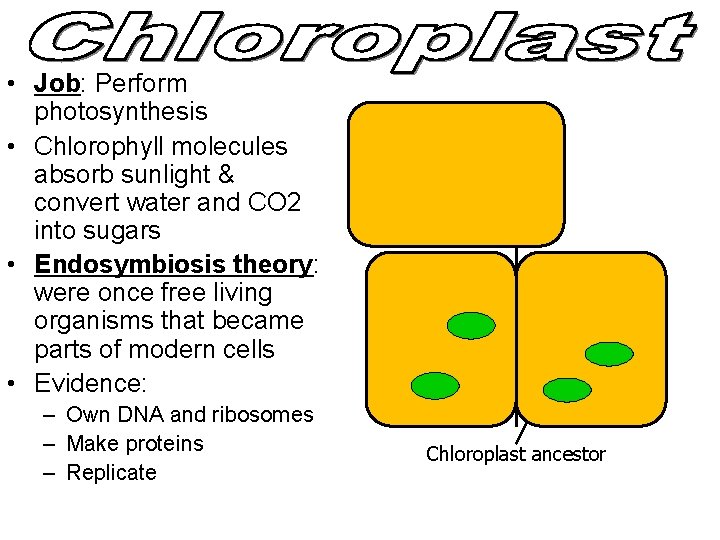  • Job: Perform photosynthesis • Chlorophyll molecules absorb sunlight & convert water and
