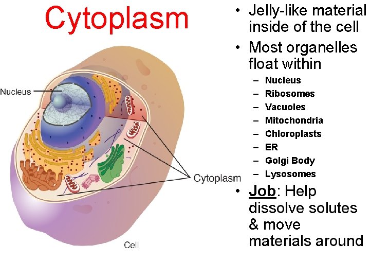 Cytoplasm • Jelly-like material inside of the cell • Most organelles float within –