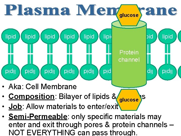 glucose lipid lipid lipid Protein channel lipid lipid • • Aka: Cell Membrane Composition: