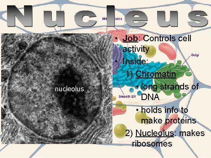 nucleolus • Job: Controls cell activity • Inside: 1) Chromatin • long strands of