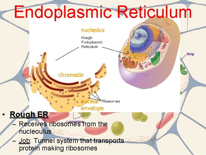 Endoplasmic Reticulum nucleolus chromatin • Rough ER nuclear envelope – Receives ribosomes from the