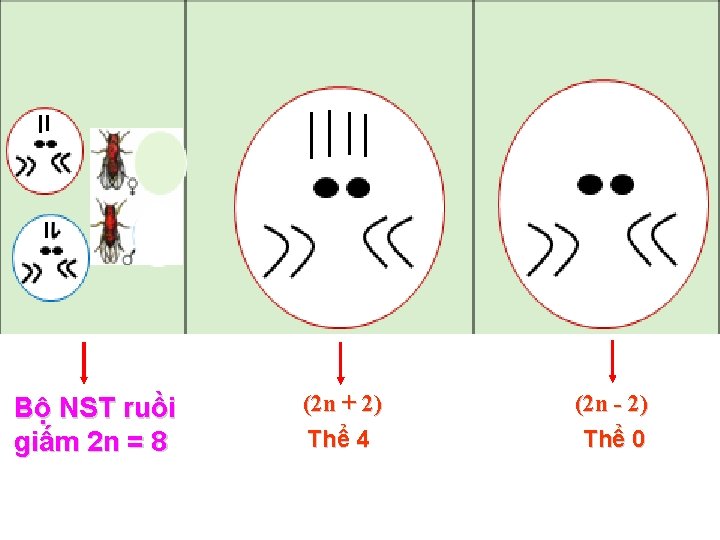 Bộ NST ruồi giấm 2 n = 8 (2 n + 2) Thể 4