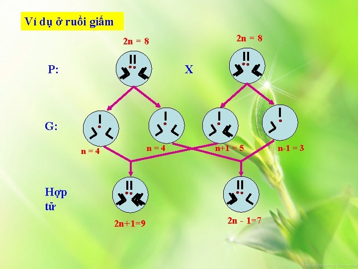 Ví dụ ở ruồi giấm 2 n = 8 P: X G: n=4 n+1