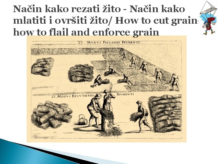 Način kako rezati žito - Način kako mlatiti i ovršiti žito/ How to cut