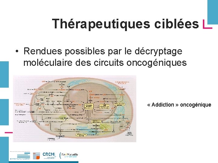 Thérapeutiques ciblées • Rendues possibles par le décryptage moléculaire des circuits oncogéniques « Addiction