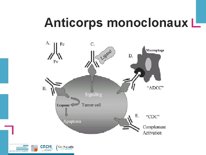 Anticorps monoclonaux 