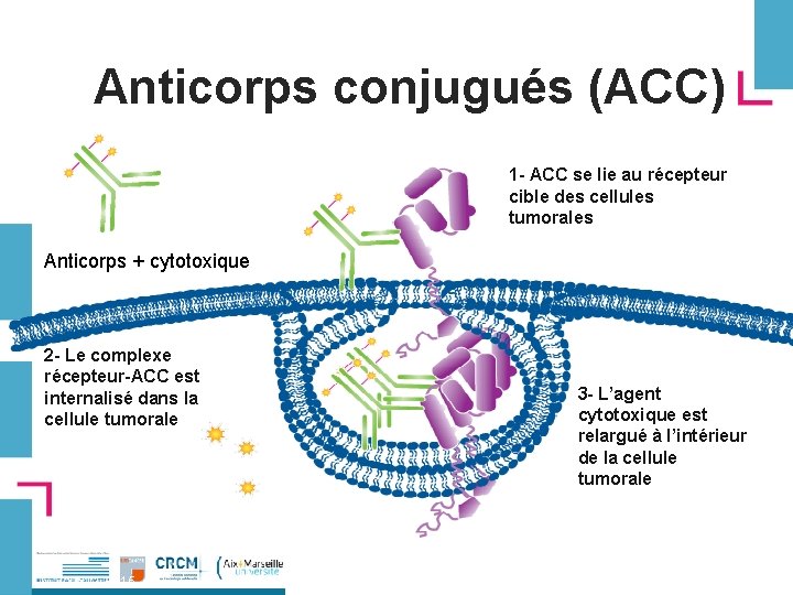 Anticorps conjugués (ACC) 1 - ACC se lie au récepteur cible des cellules tumorales