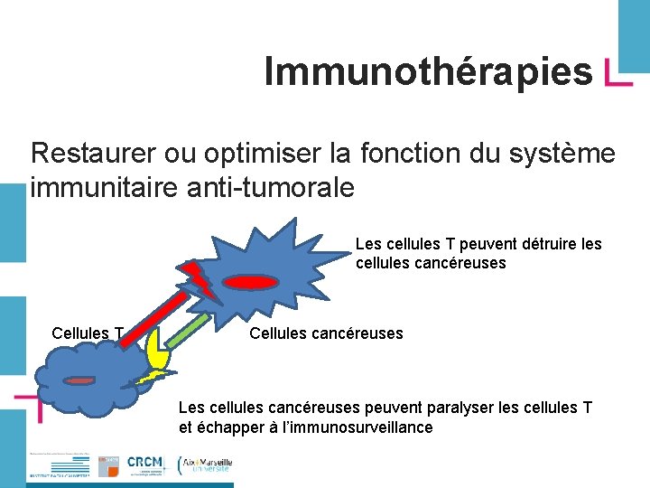 Immunothérapies Restaurer ou optimiser la fonction du système immunitaire anti-tumorale Les cellules T peuvent