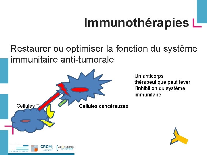 Immunothérapies Restaurer ou optimiser la fonction du système immunitaire anti-tumorale Un anticorps thérapeutique peut
