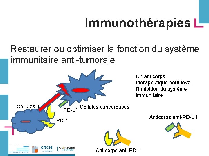 Immunothérapies Restaurer ou optimiser la fonction du système immunitaire anti-tumorale Un anticorps thérapeutique peut