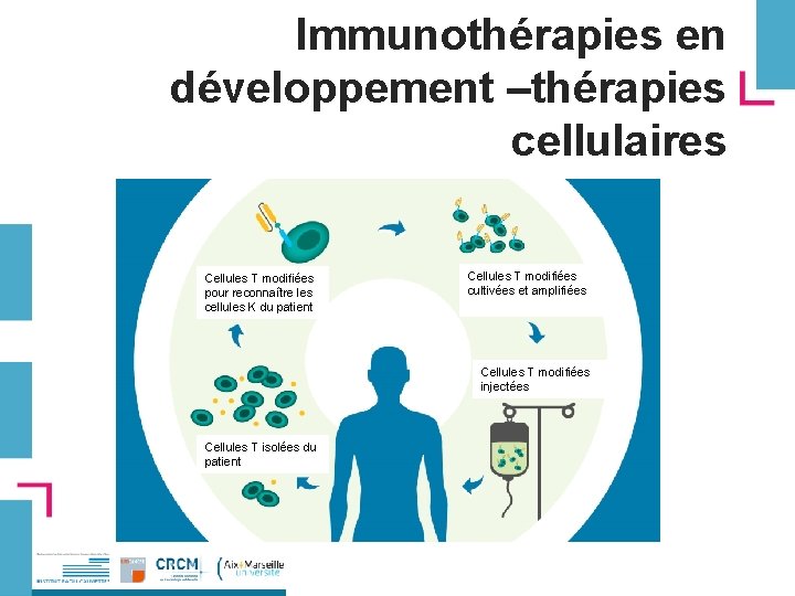 Immunothérapies en développement –thérapies cellulaires Cellules T modifiées pour reconnaître les cellules K du