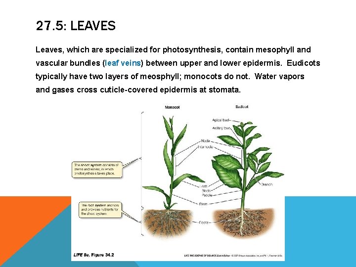 27. 5: LEAVES Leaves, which are specialized for photosynthesis, contain mesophyll and vascular bundles 27. 5: LEAVES Leaves, which are specialized for photosynthesis, contain mesophyll and vascular bundles