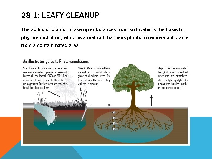 28. 1: LEAFY CLEANUP The ability of plants to take up substances from soil 28. 1: LEAFY CLEANUP The ability of plants to take up substances from soil
