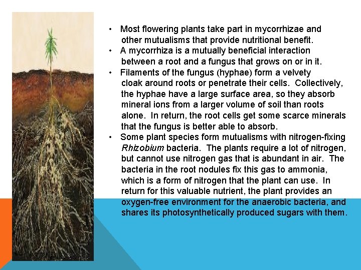 • Most flowering plants take part in mycorrhizae and other mutualisms that provide • Most flowering plants take part in mycorrhizae and other mutualisms that provide