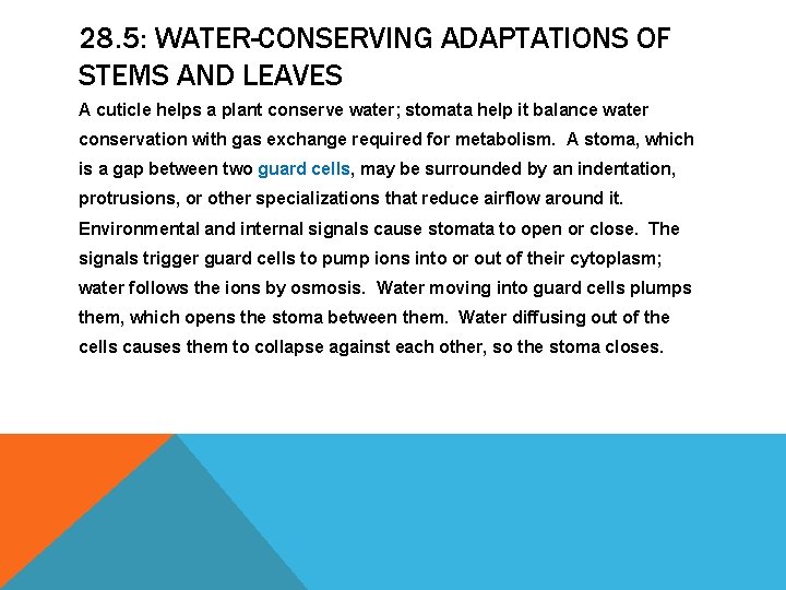 28. 5: WATER-CONSERVING ADAPTATIONS OF STEMS AND LEAVES A cuticle helps a plant conserve 28. 5: WATER-CONSERVING ADAPTATIONS OF STEMS AND LEAVES A cuticle helps a plant conserve