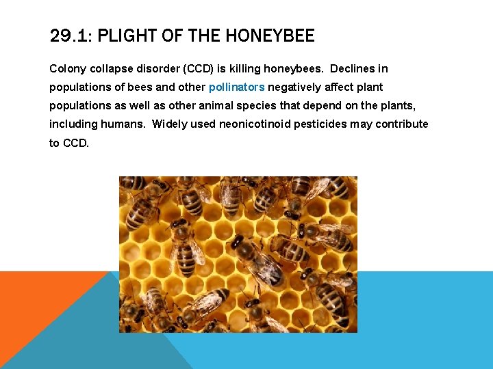 29. 1: PLIGHT OF THE HONEYBEE Colony collapse disorder (CCD) is killing honeybees. Declines 29. 1: PLIGHT OF THE HONEYBEE Colony collapse disorder (CCD) is killing honeybees. Declines
