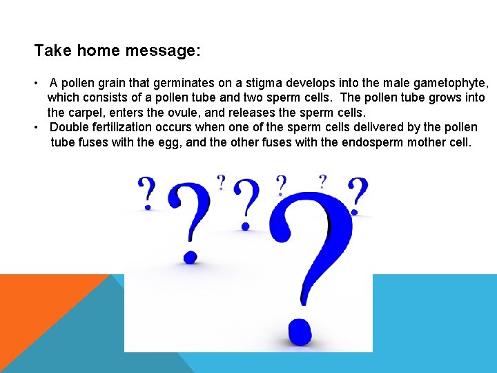 Take home message: • A pollen grain that germinates on a stigma develops into Take home message: • A pollen grain that germinates on a stigma develops into