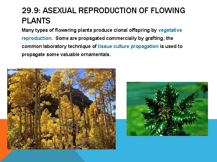 29. 9: ASEXUAL REPRODUCTION OF FLOWING PLANTS Many types of flowering plants produce clonal 29. 9: ASEXUAL REPRODUCTION OF FLOWING PLANTS Many types of flowering plants produce clonal