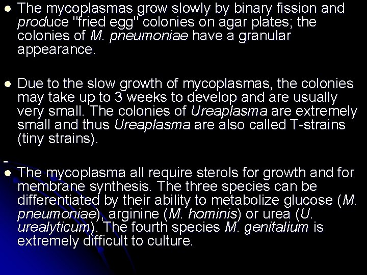 l The mycoplasmas grow slowly by binary fission and produce "fried egg" colonies on