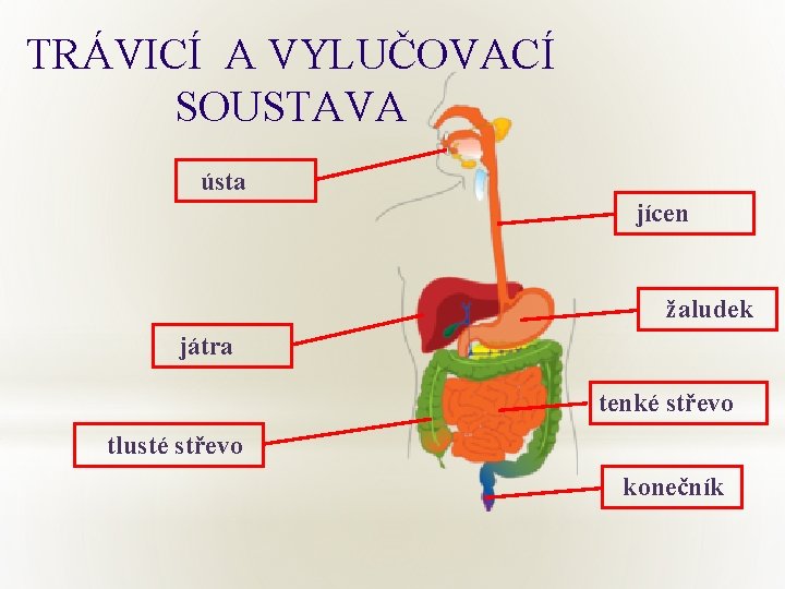 TRÁVICÍ A VYLUČOVACÍ SOUSTAVA ústa jícen žaludek játra tenké střevo tlusté střevo konečník 