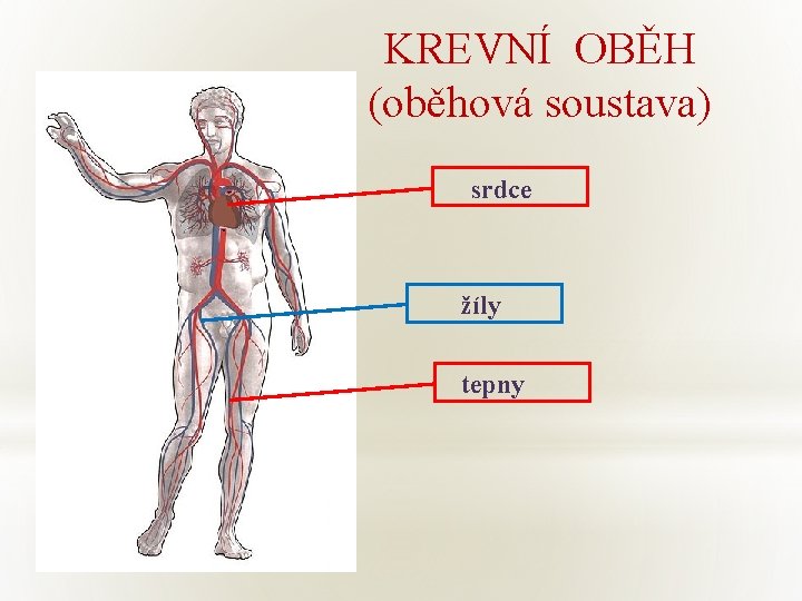 KREVNÍ OBĚH (oběhová soustava) srdce žíly v tepny 