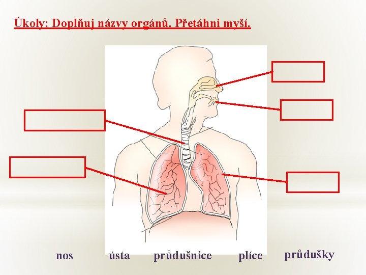 Úkoly: Doplňuj názvy orgánů. Přetáhni myší. nos ústa průdušnice plíce průdušky 