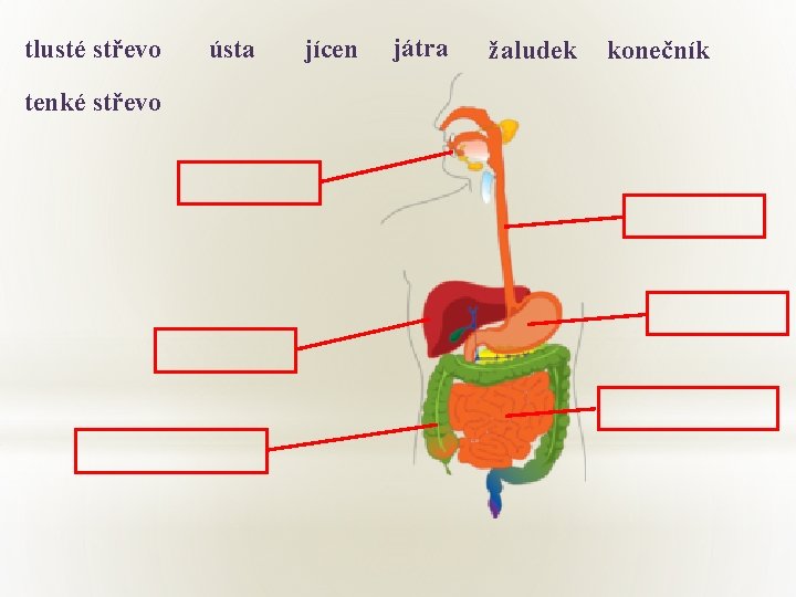 tlusté střevo tenké střevo ústa jícen játra žaludek konečník 