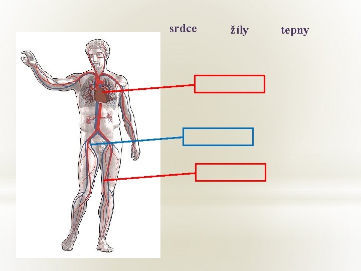 srdce žíly v tepny 