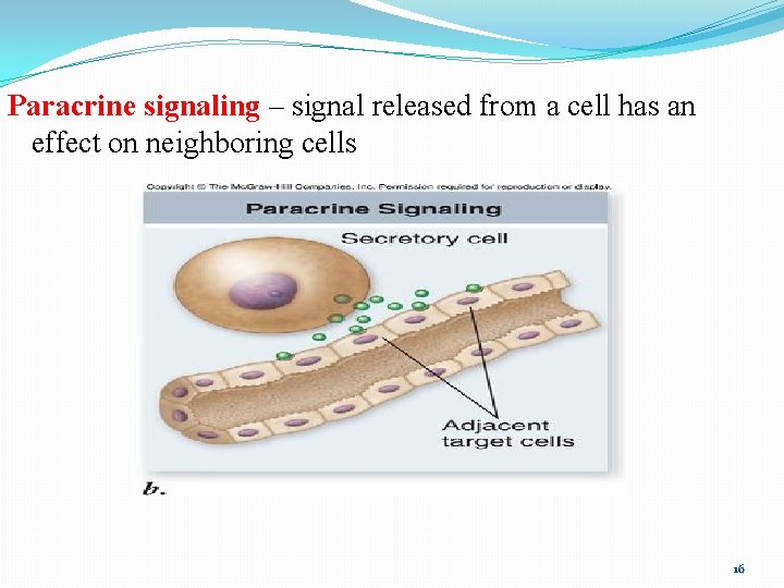 Paracrine signaling – signal released from a cell has an effect on neighboring cells