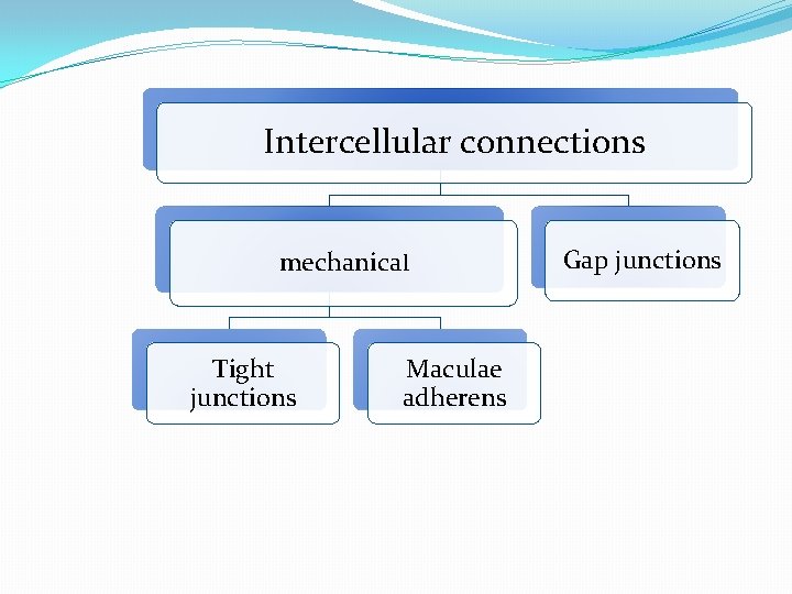 Intercellular connections mechanical Tight junctions Maculae adherens Gap junctions 