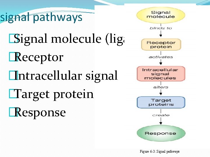 signal pathways �Signal molecule (ligand) �Receptor �Intracellular signal �Target protein �Response Figure 6 -3: