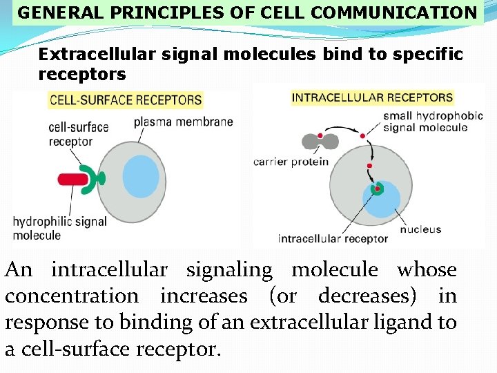 GENERAL PRINCIPLES OF CELL COMMUNICATION Extracellular signal molecules bind to specific receptors An intracellular