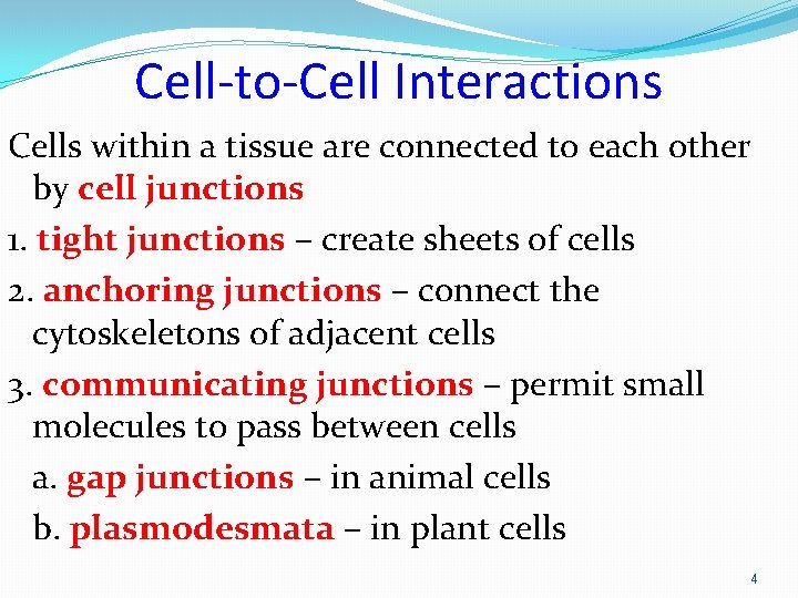 Cell-to-Cell Interactions Cells within a tissue are connected to each other by cell junctions