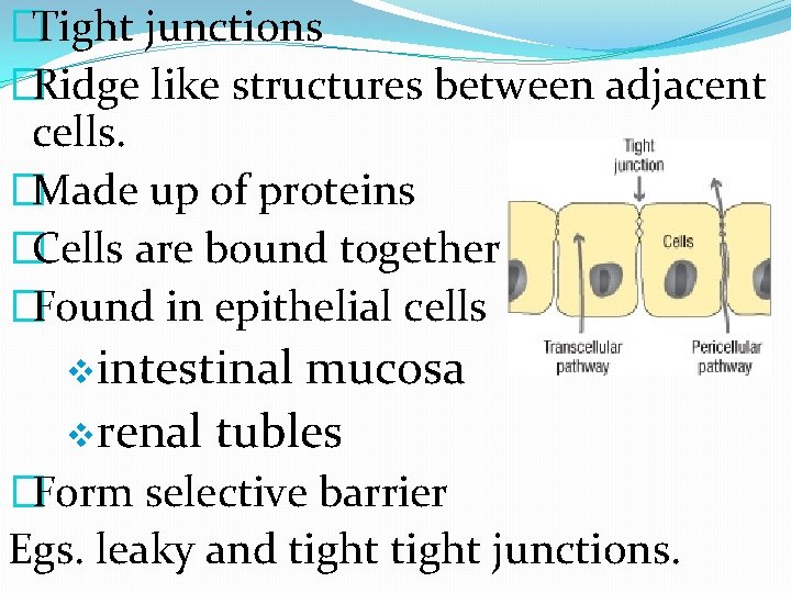 �Tight junctions �Ridge like structures between adjacent cells. �Made up of proteins �Cells are