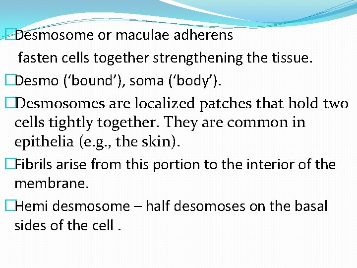 �Desmosome or maculae adherens fasten cells together strengthening the tissue. �Desmo (‘bound’), soma (‘body’).
