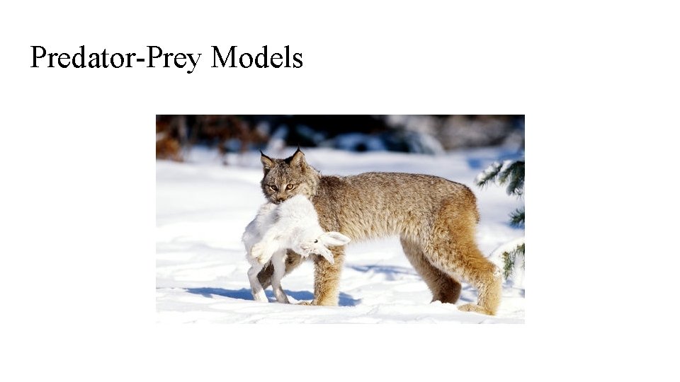 Predator-Prey Models 