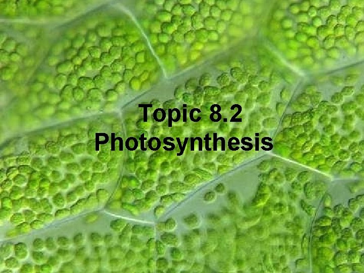 Topic 8. 2 Photosynthesis 