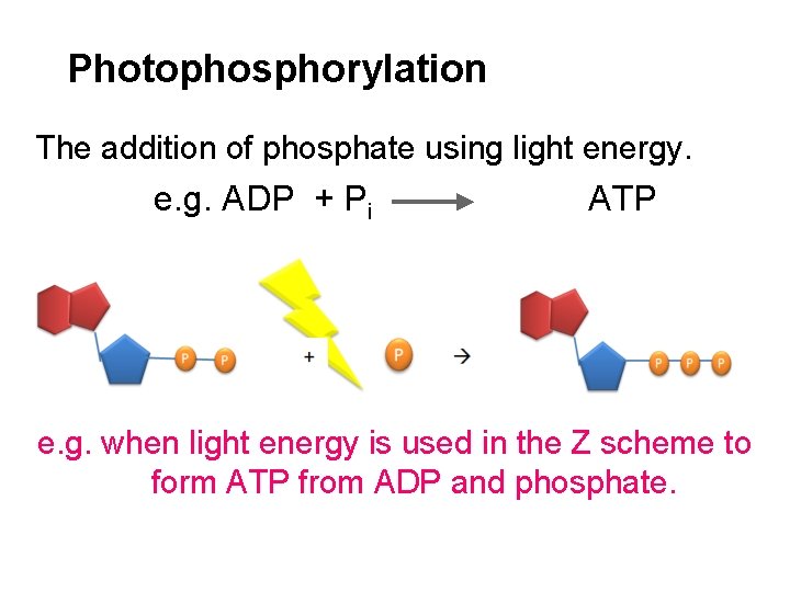 Photophosphorylation The addition of phosphate using light energy. e. g. ADP + Pi ATP
