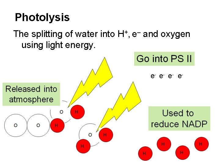 Photolysis The splitting of water into H+, e– and oxygen using light energy. e-
