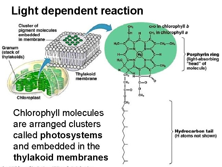 Light dependent reaction Chlorophyll molecules are arranged clusters called photosystems and embedded in the