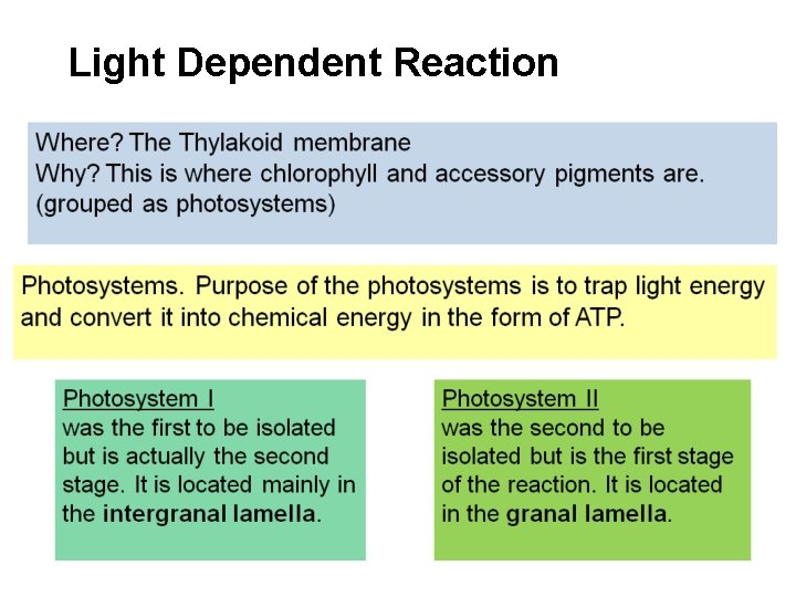 Light Dependent Reaction 