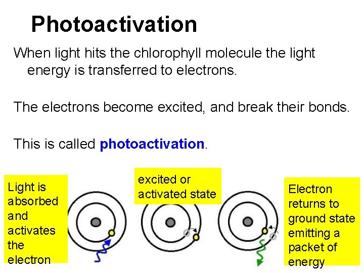 Photoactivation When light hits the chlorophyll molecule the light energy is transferred to electrons.
