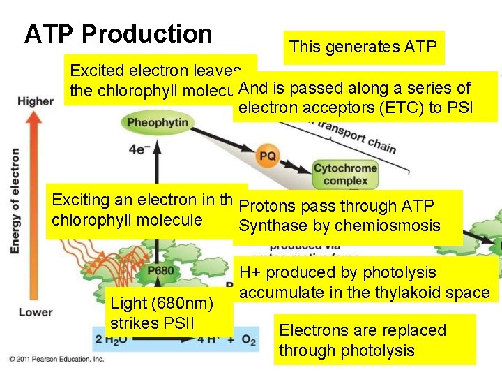 ATP Production This generates ATP Excited electron leaves And is passed along a series