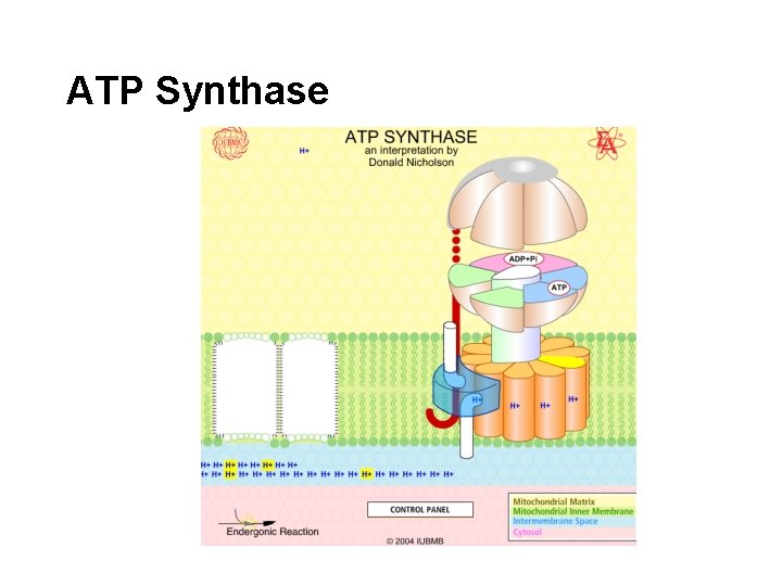 ATP Synthase 